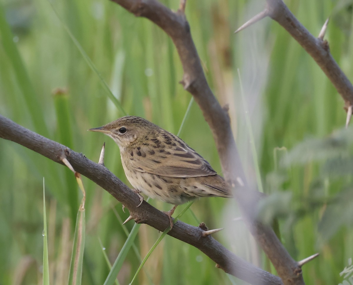 Common Grasshopper Warbler - ML646179355