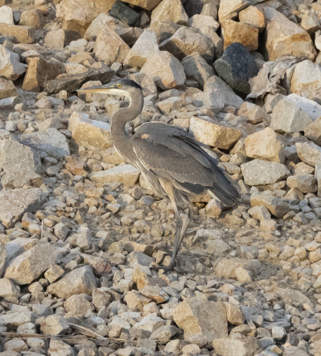 Great Blue Heron - ML646179356