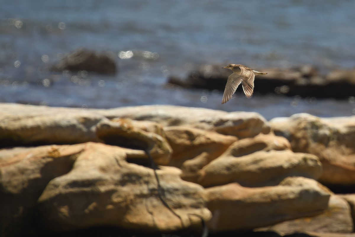 Upland Sandpiper - ML646179357