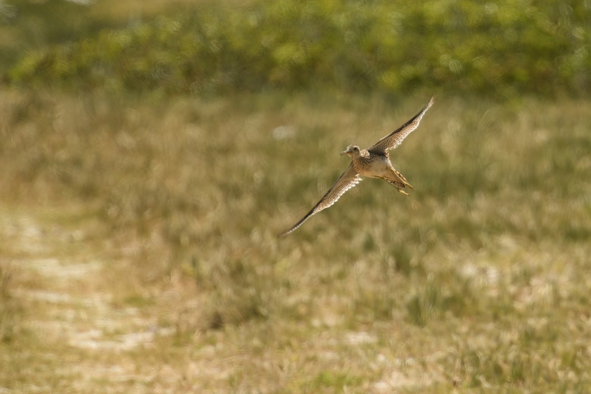 Upland Sandpiper - ML646179358