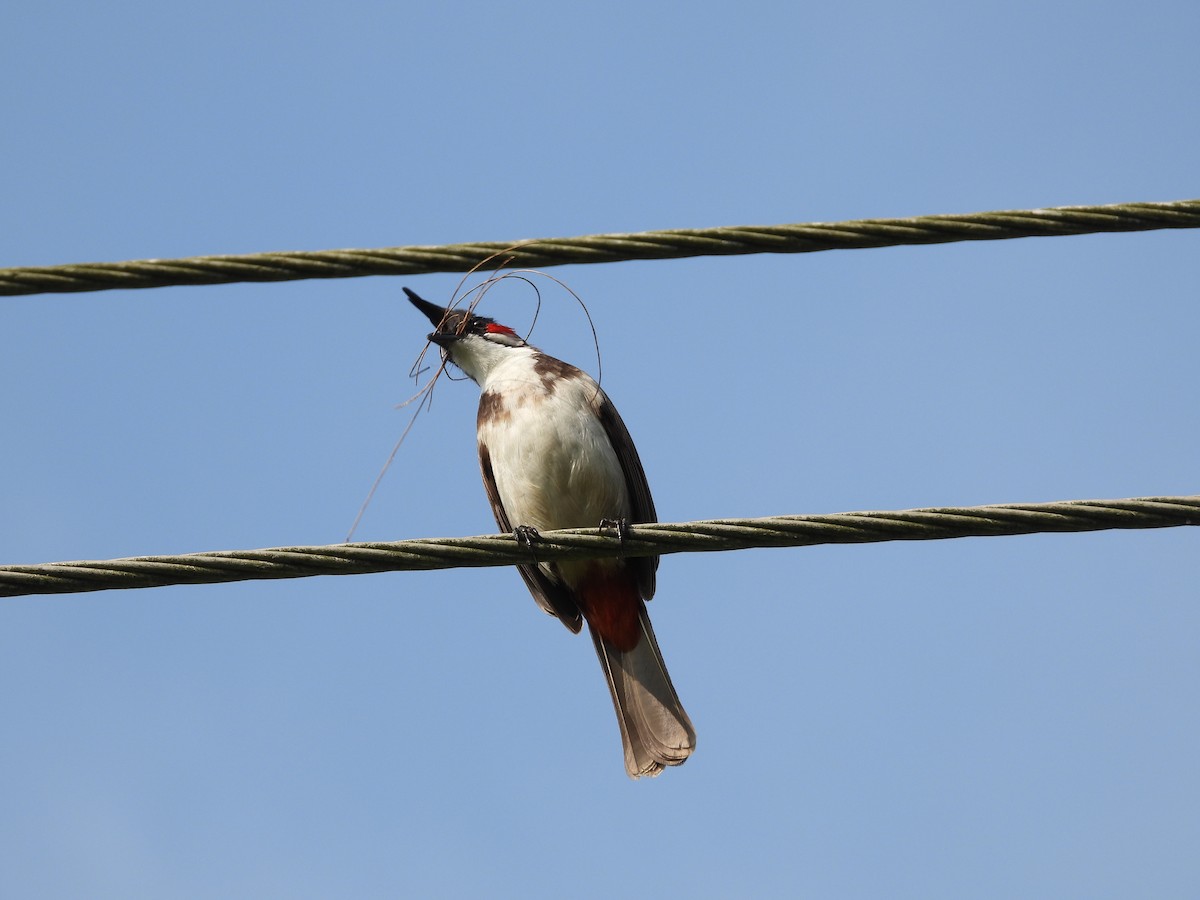 Red-whiskered Bulbul - ML646179362