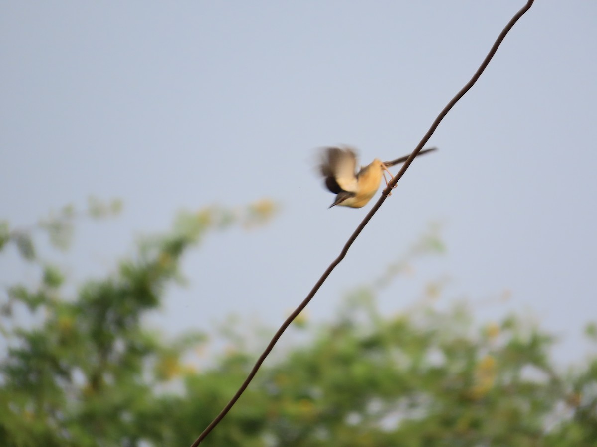 Ashy Prinia - ML646179363