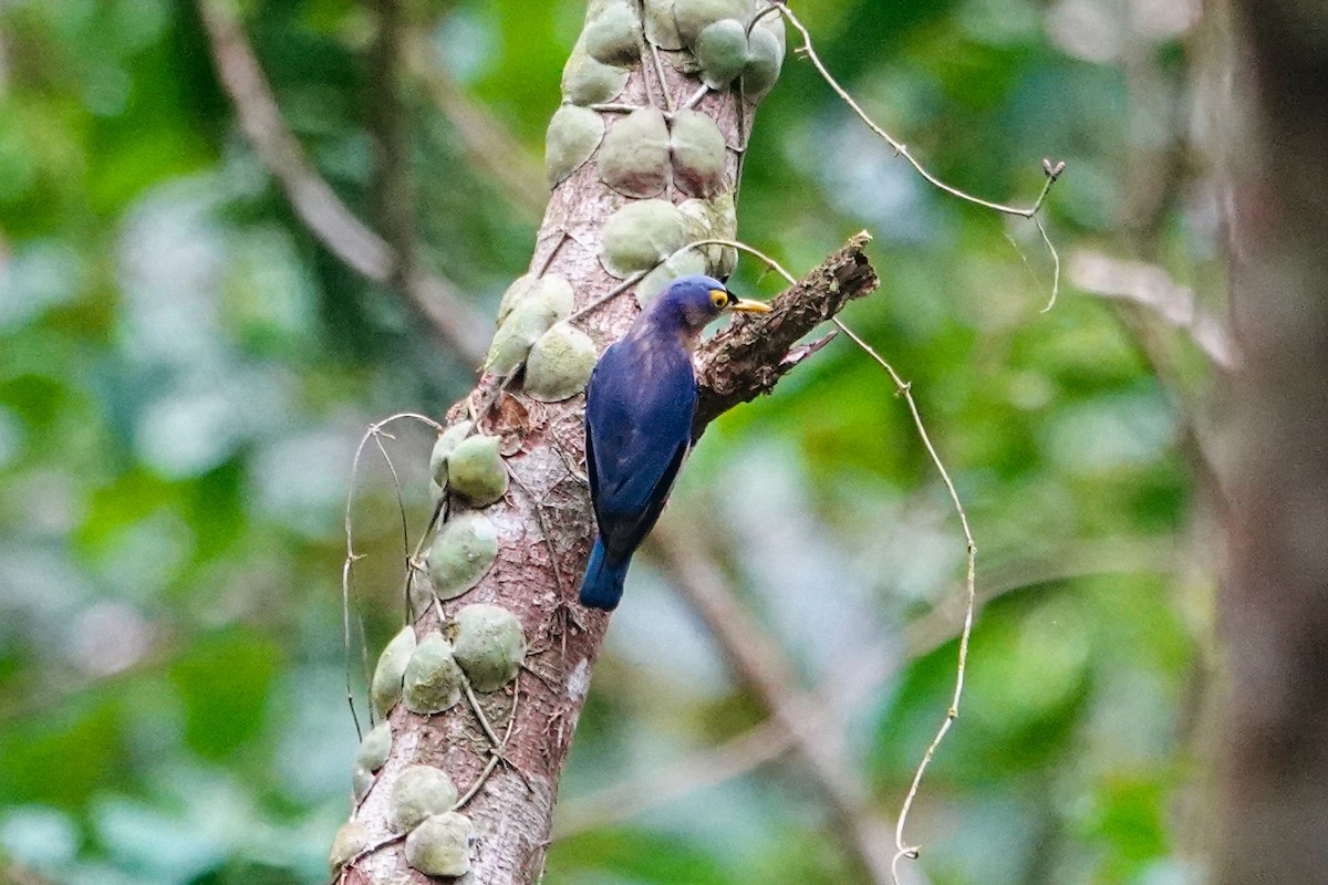 Sulphur-billed Nuthatch - ML646179365