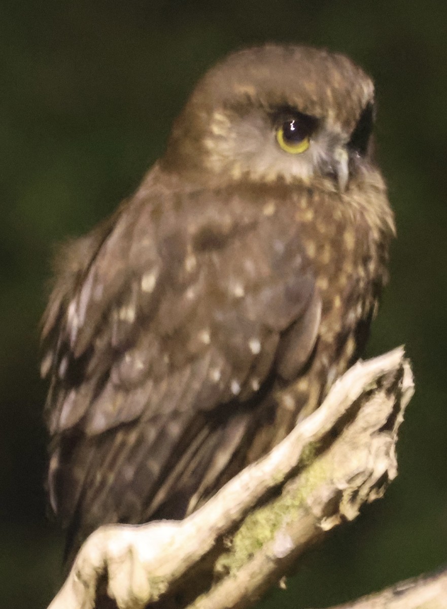 Morepork - ML646179370