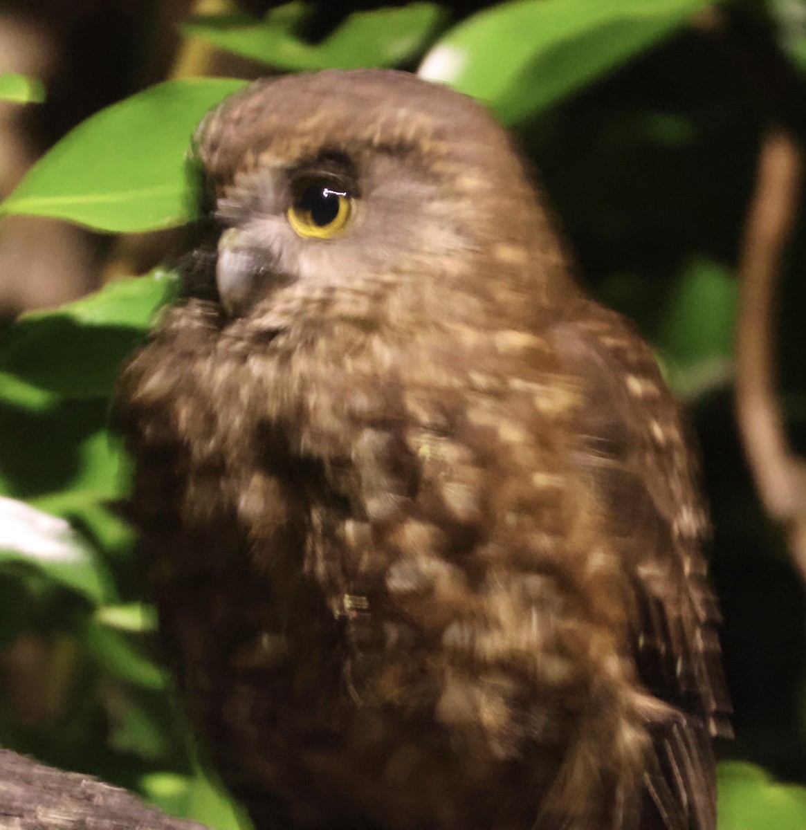 Morepork - ML646179371