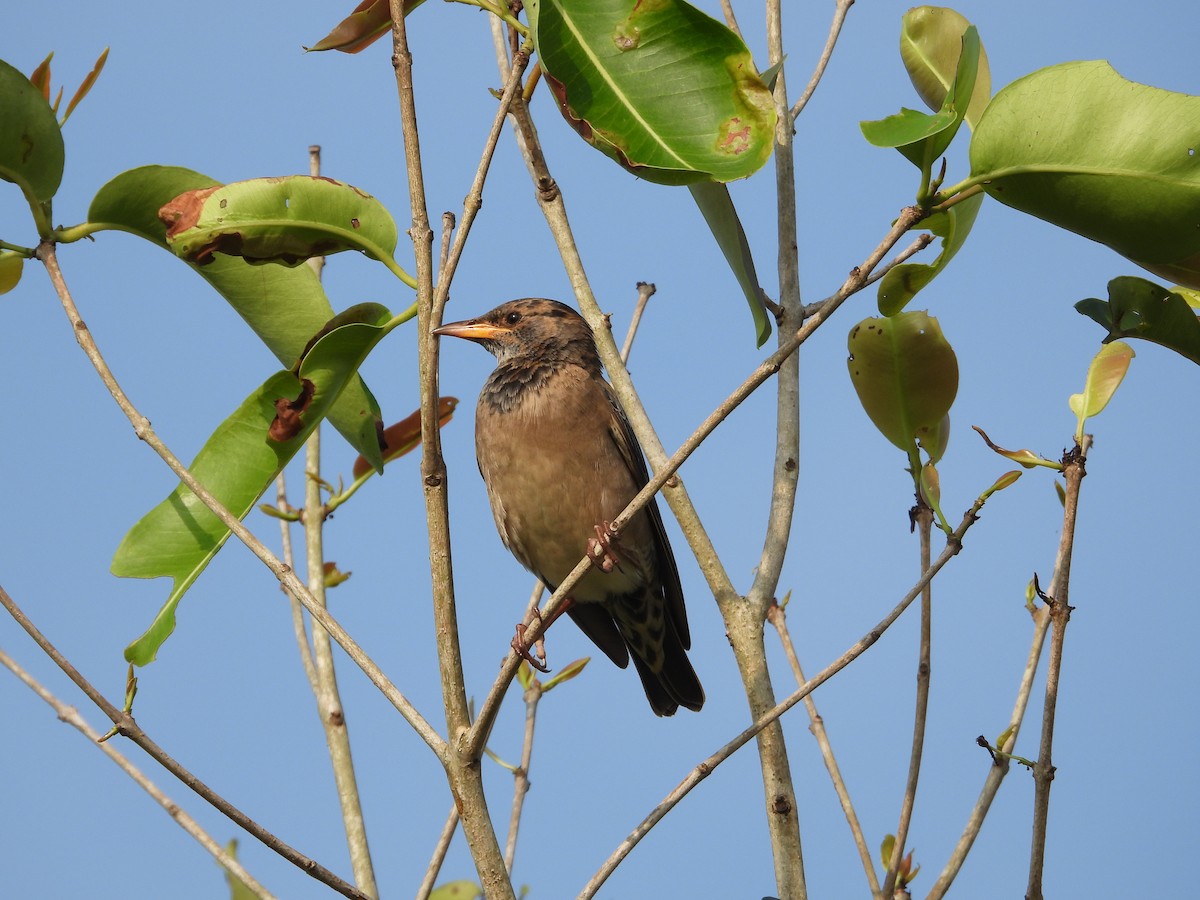 Rosy Starling - ML646179372