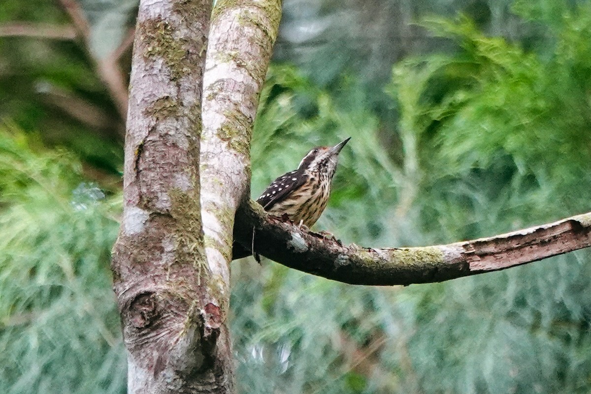Philippine Pygmy Woodpecker - ML646179373