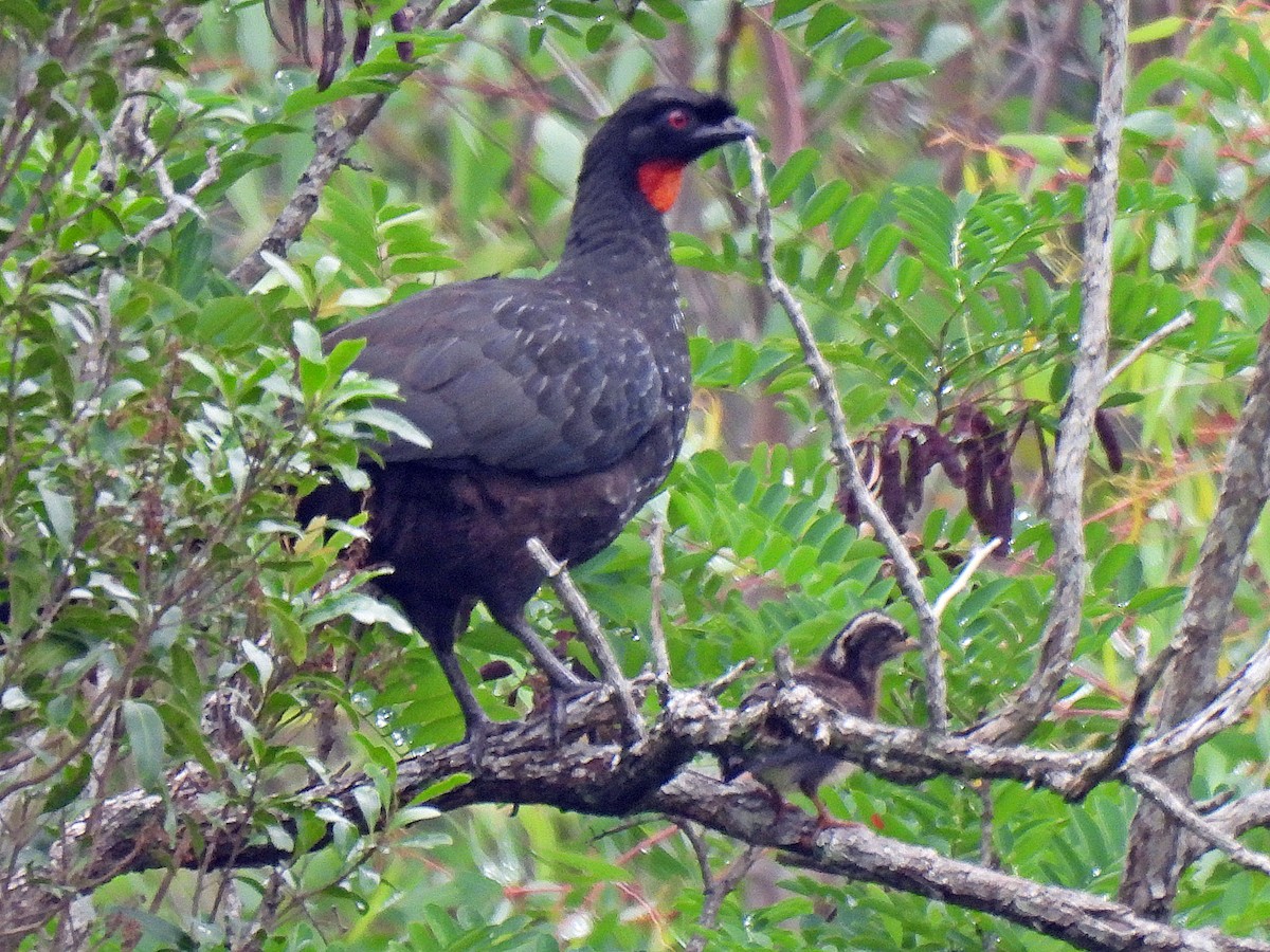 Dusky-legged Guan - ML646179374