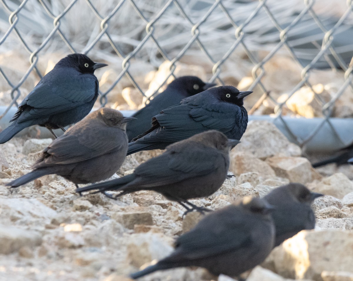 Brewer's Blackbird - ML646179376