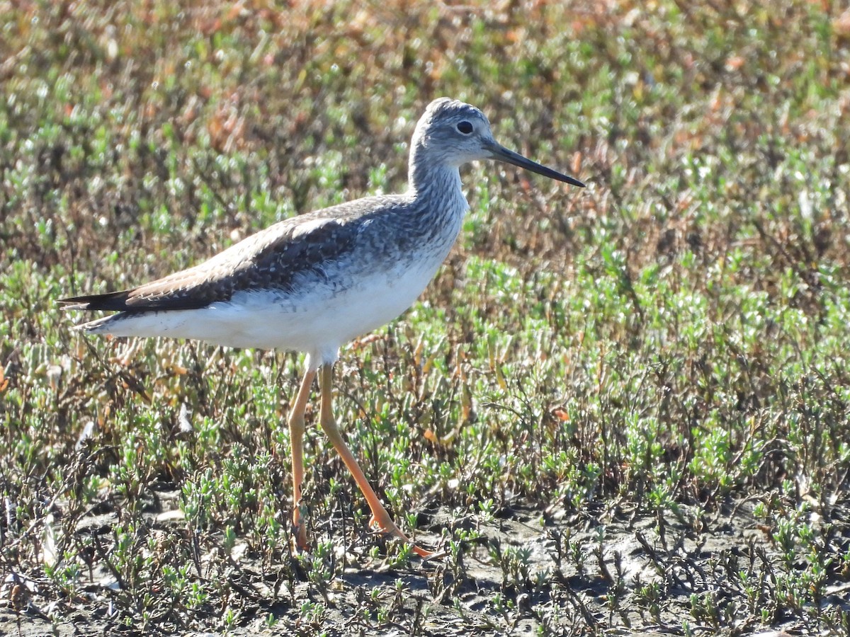 Greater Yellowlegs - ML646179380