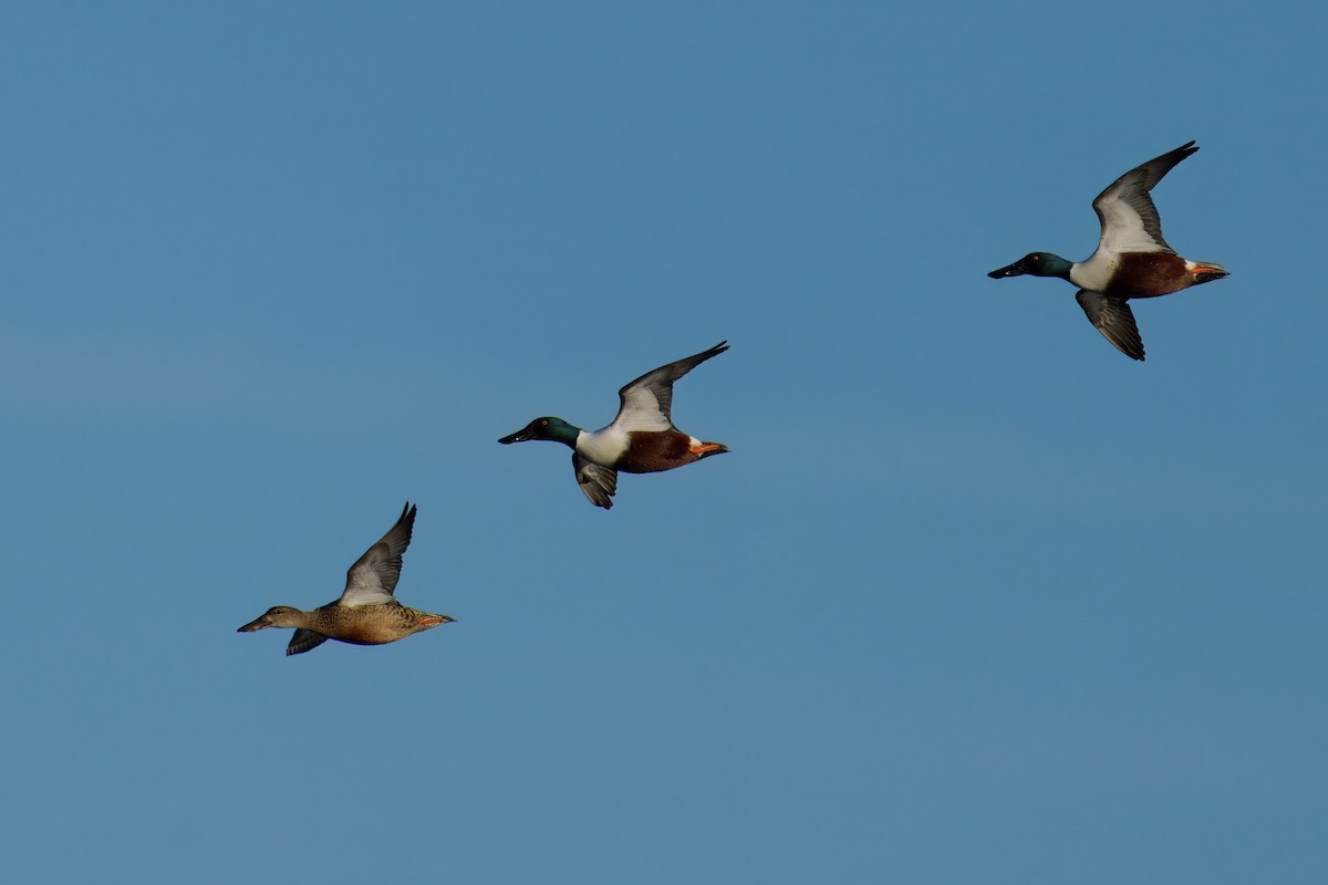 Northern Shoveler - ML646179381