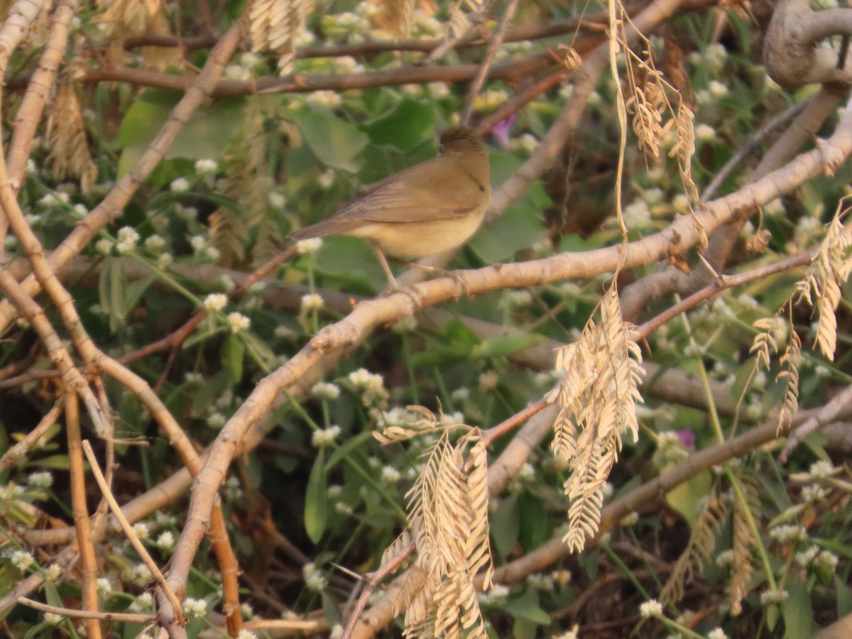 old world warbler sp. - ML646179382