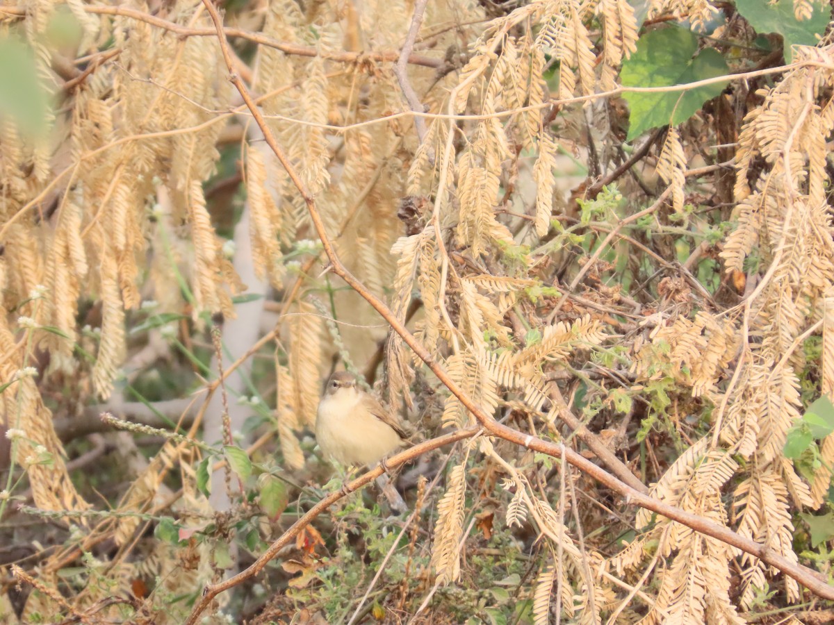 old world warbler sp. - ML646179383