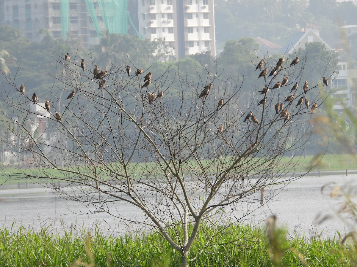 Rosy Starling - ML646179386