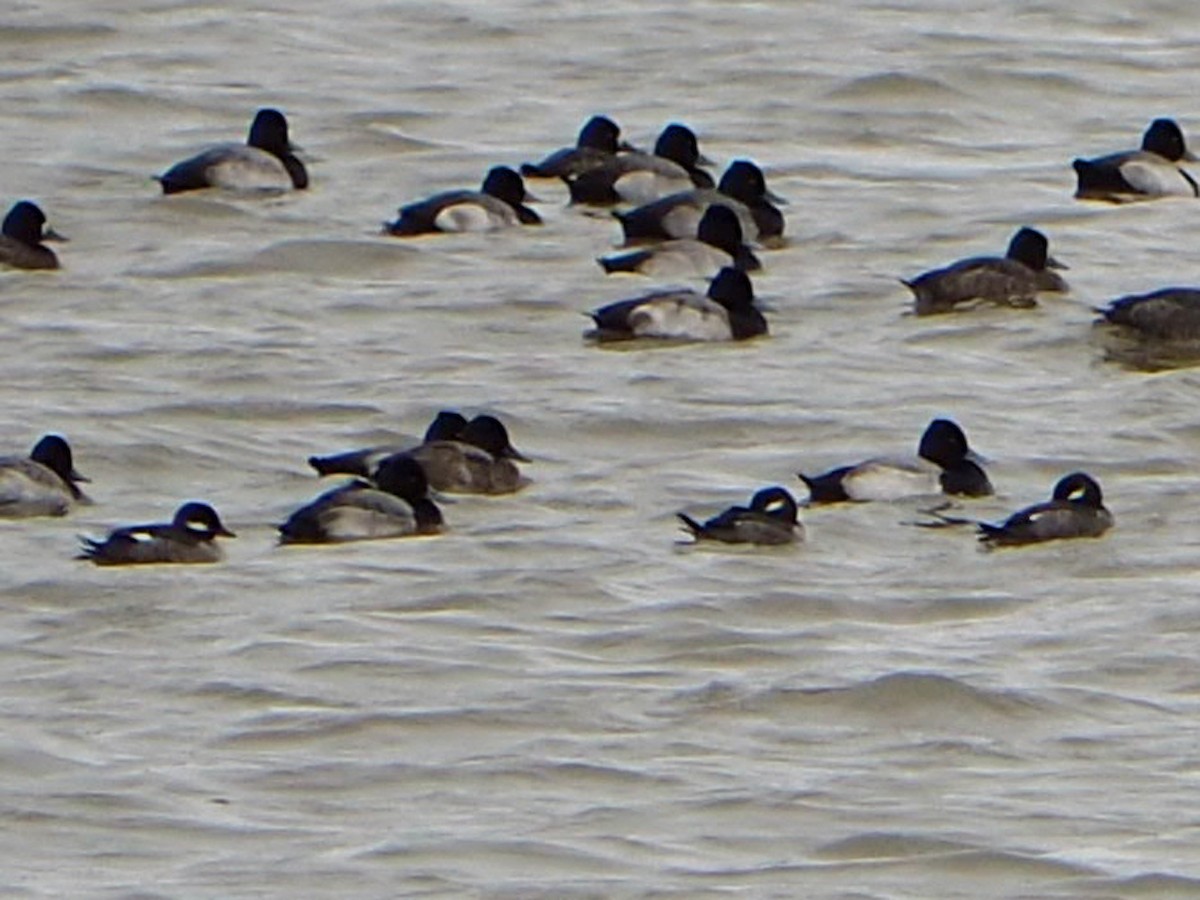 Bufflehead - ML646179387