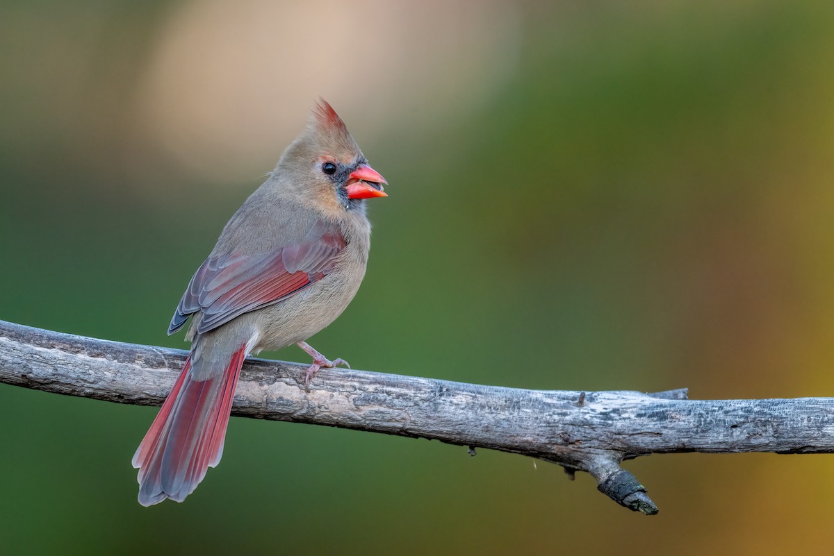 קרדינל צפוני - ML646179397