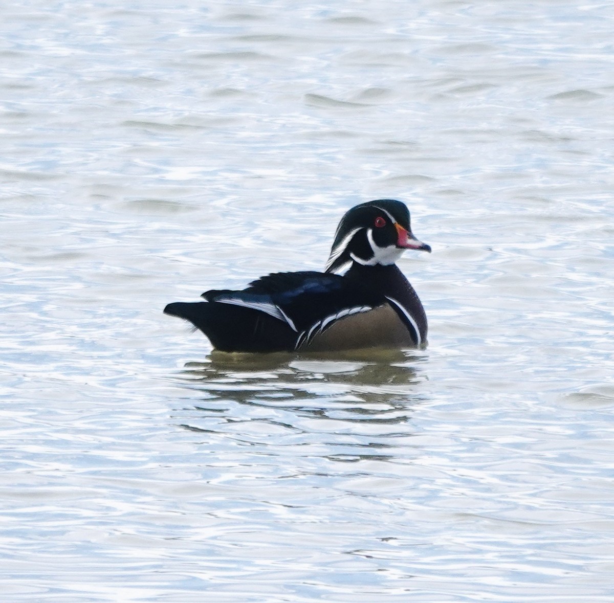 Wood Duck - ML646179399