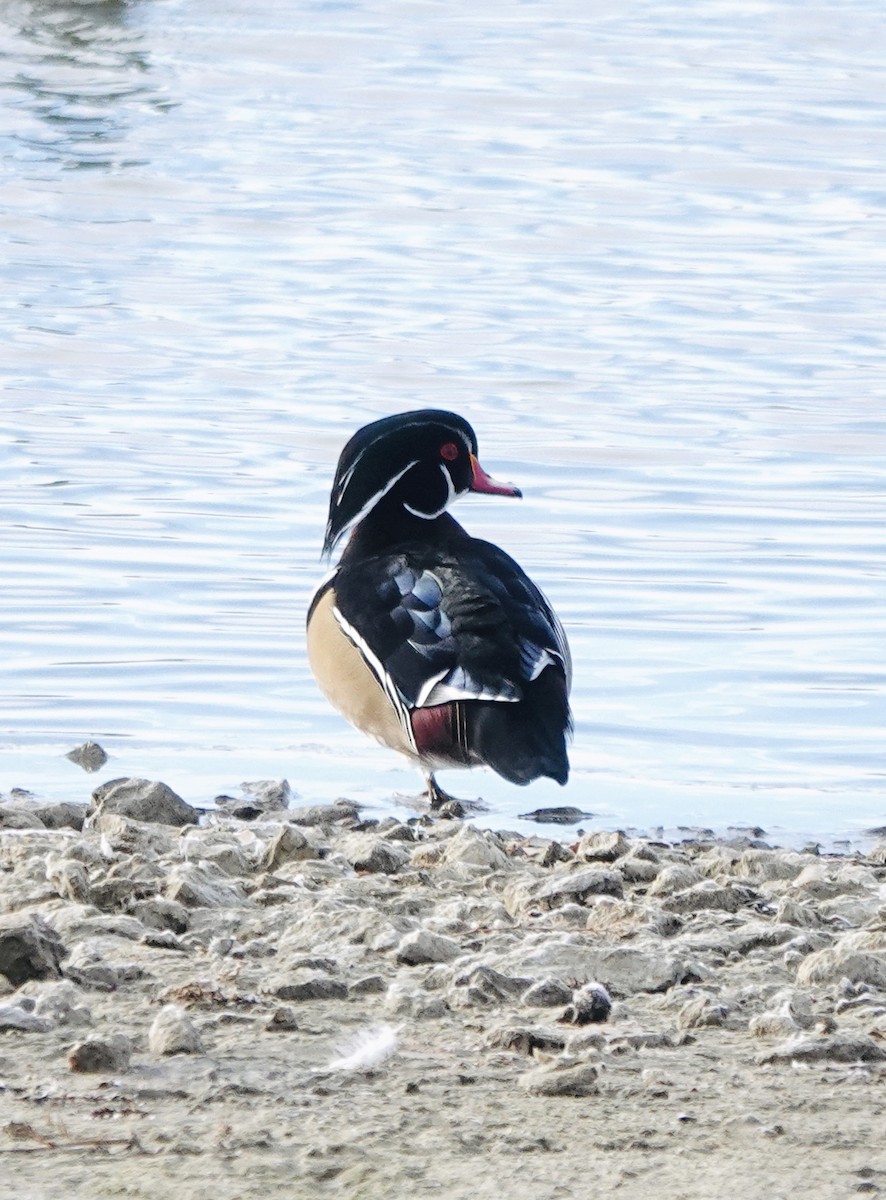 Wood Duck - ML646179400