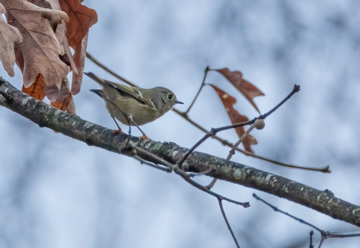 Ruby-crowned Kinglet - ML646179407