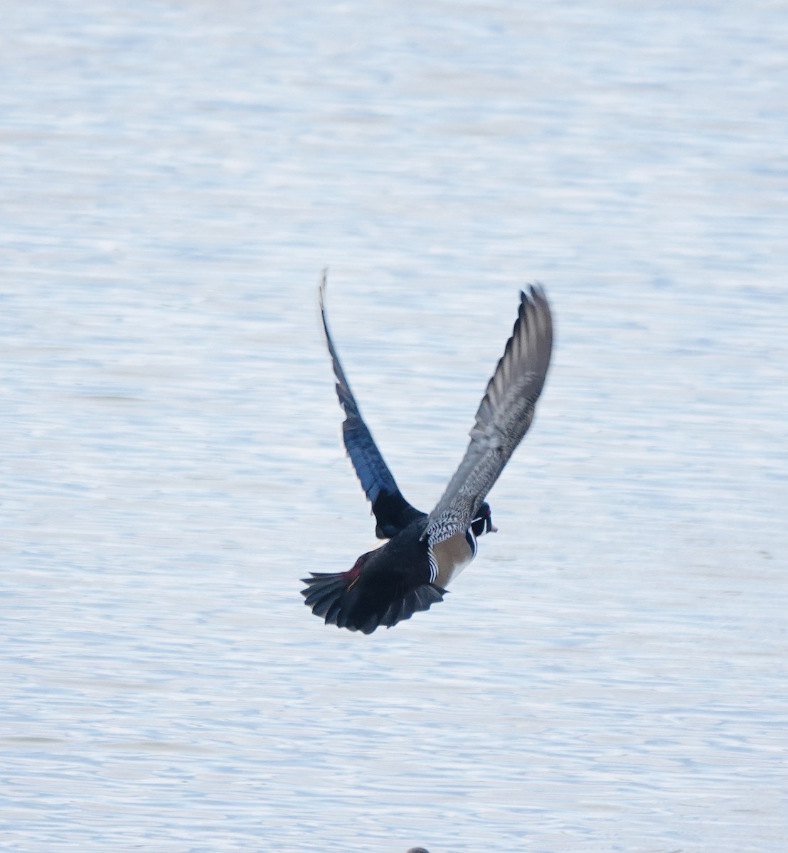 Wood Duck - ML646179408