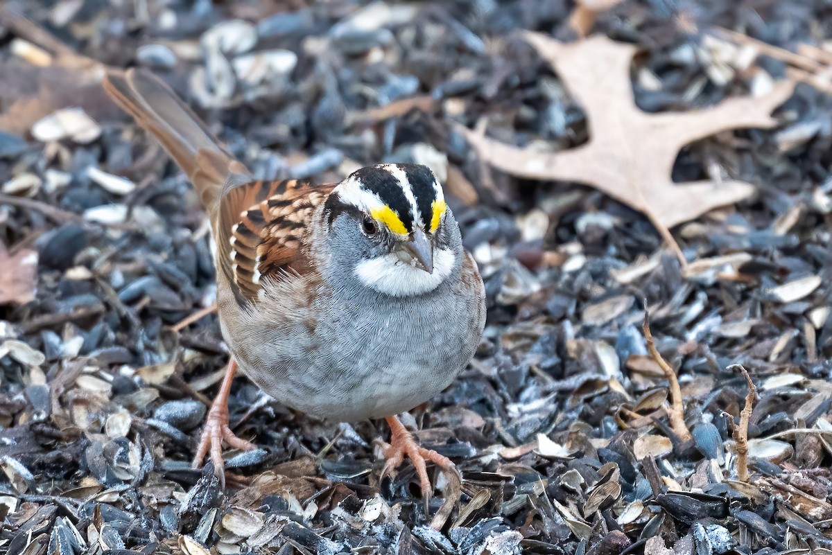 גיבתונית לבנת-גרון - ML646179411