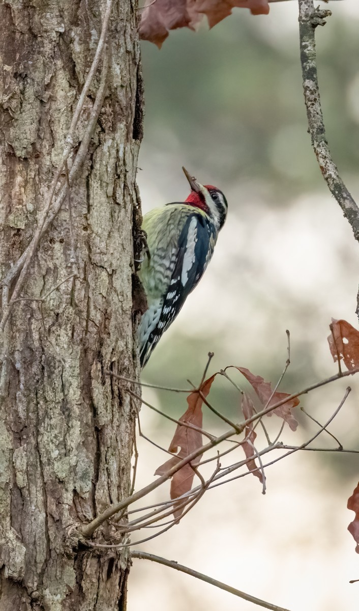Yellow-bellied Sapsucker - ML646179413