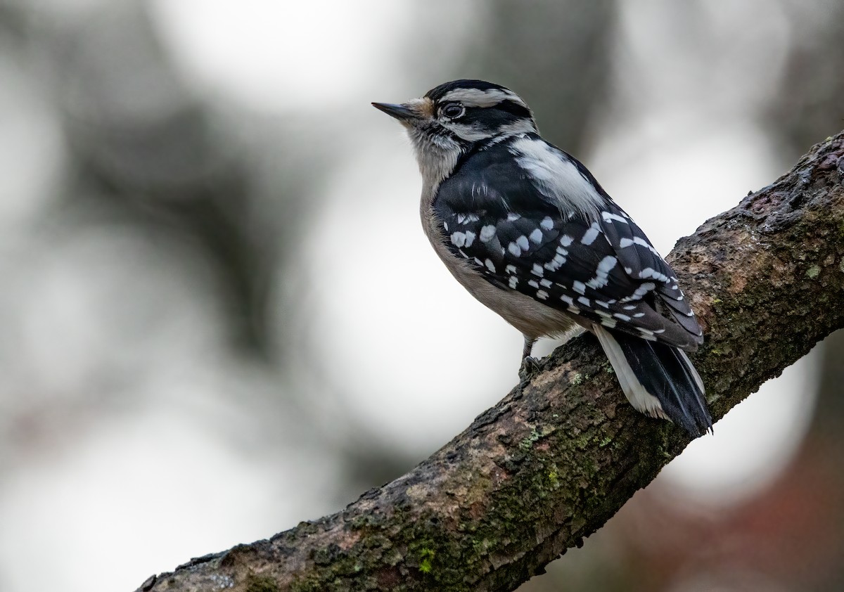 Downy Woodpecker - ML646179417