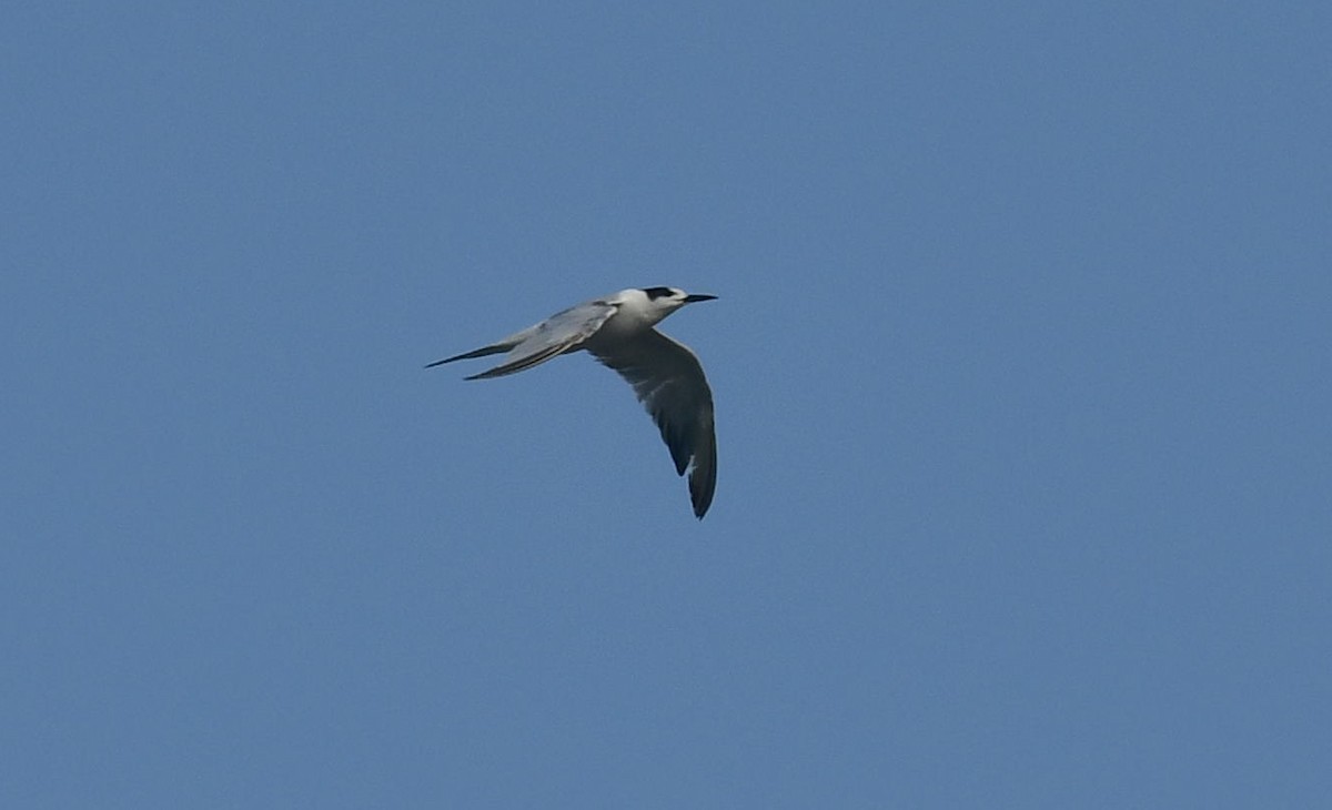 Common Tern - ML646179421