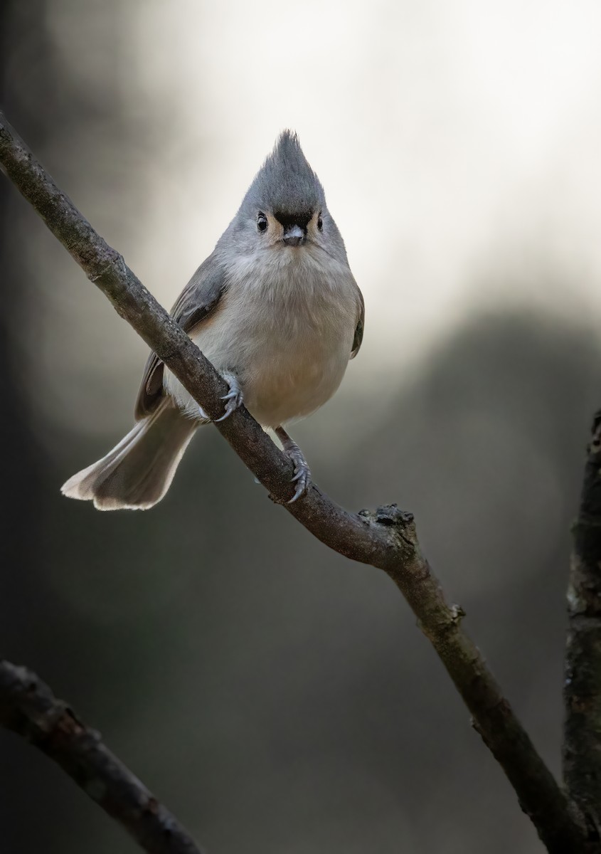 sýkora rezavoboká - ML646179422