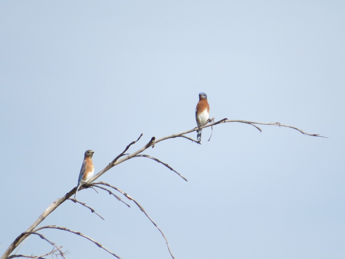 Azulejo Oriental - ML646179424