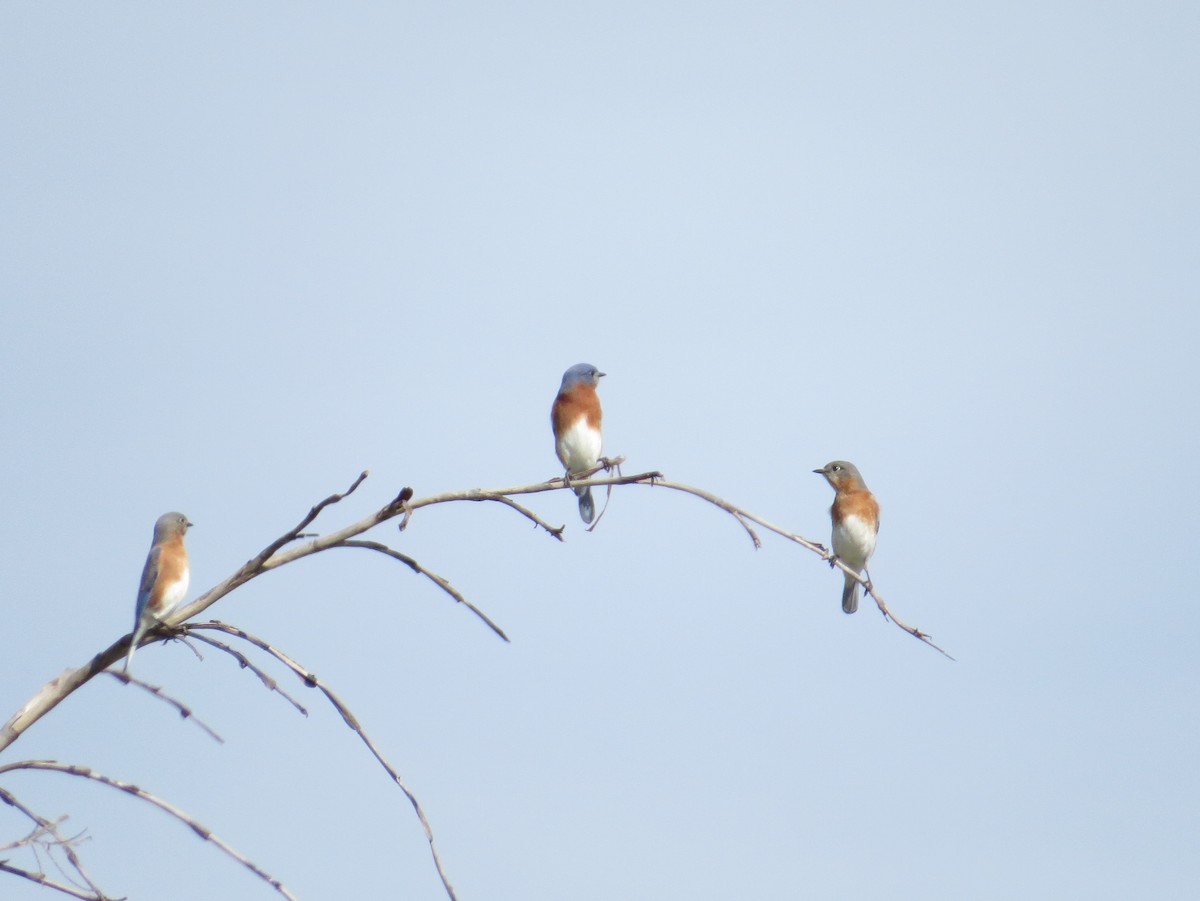 Azulejo Oriental - ML646179425