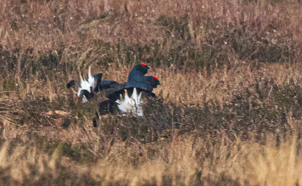 tetřívek obecný - ML646179426