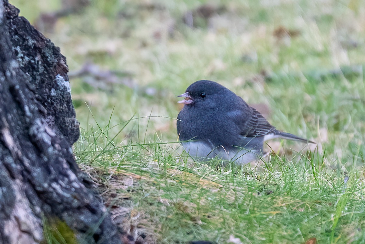 יונקו כהה-עין - ML646179428