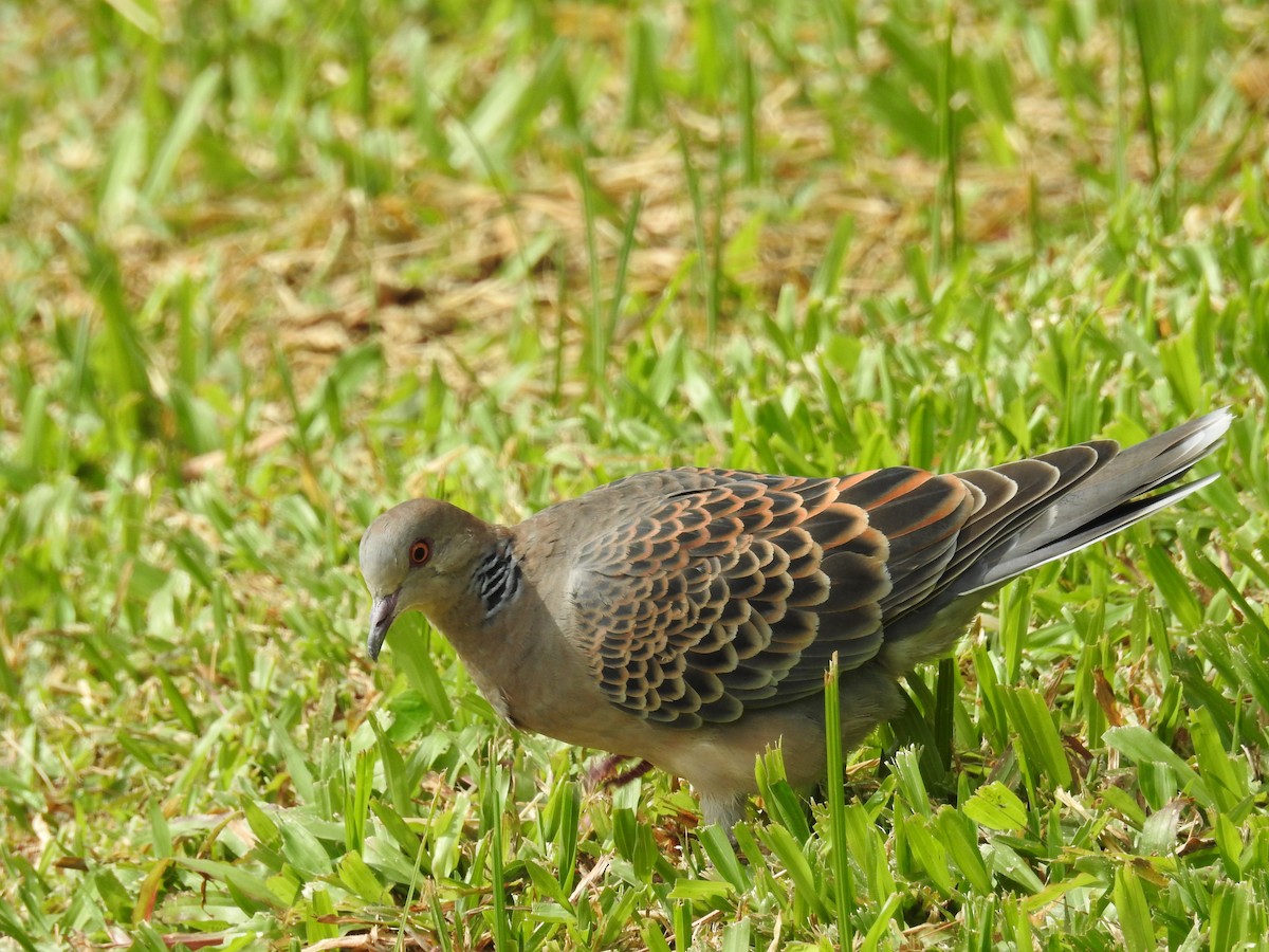 Spotted Dove - ML646179430