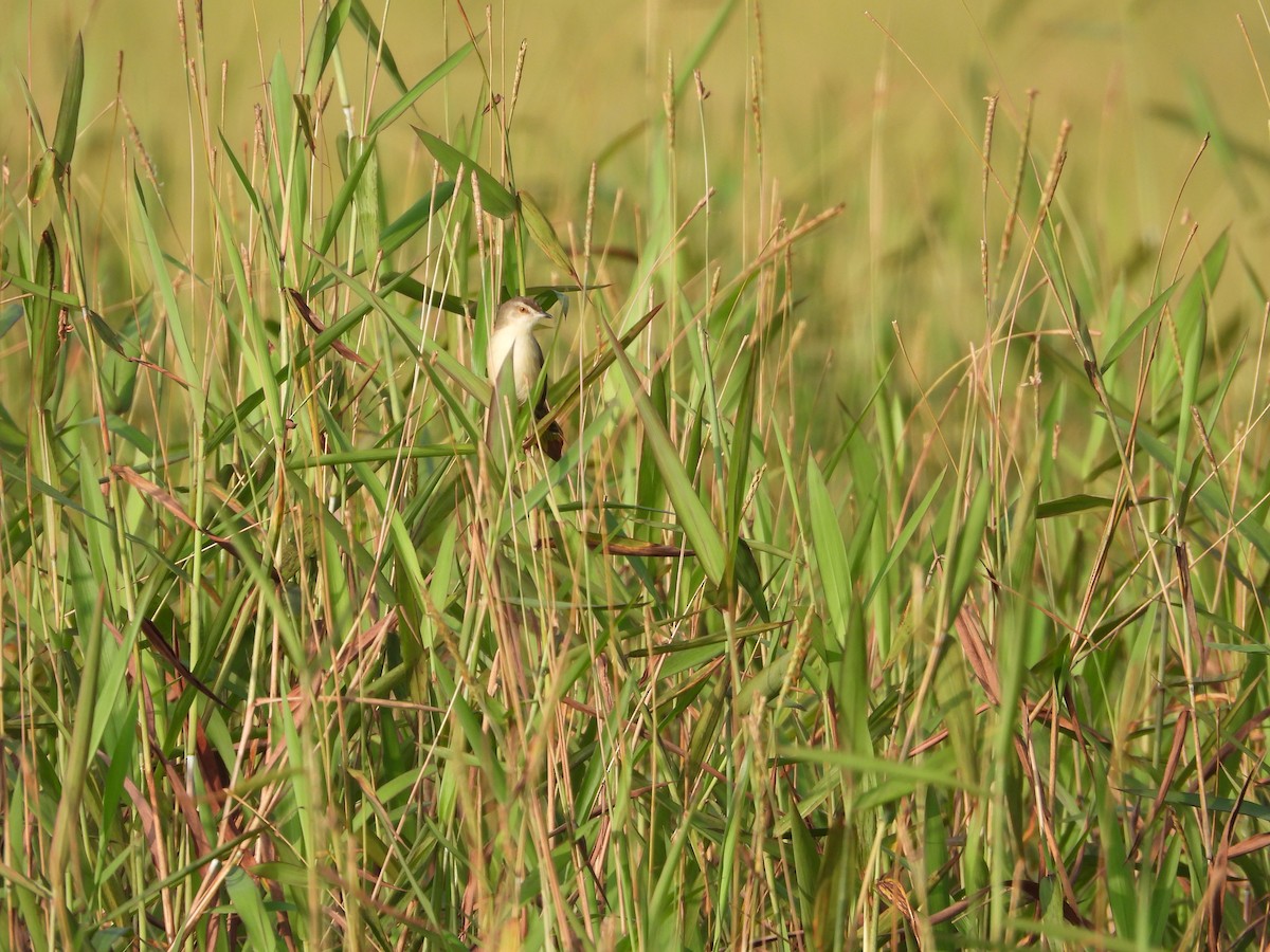Plain Prinia - ML646179432