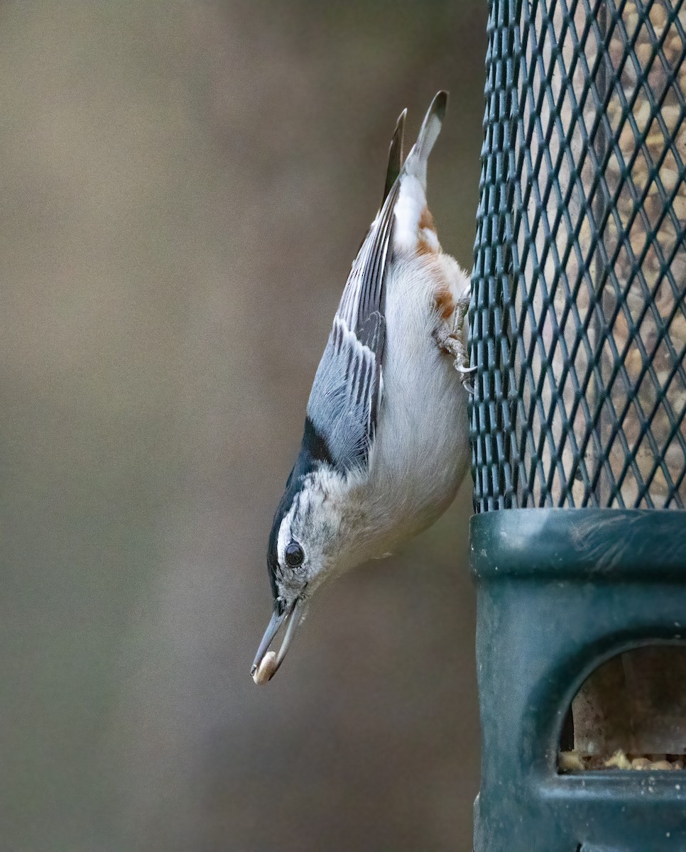 White-breasted Nuthatch - ML646179433