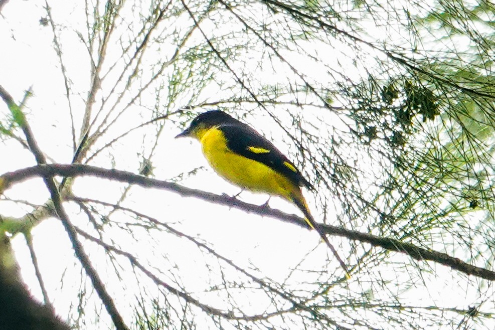 Scarlet Minivet - ML646179437