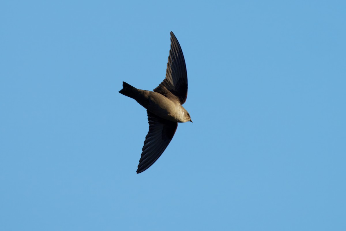 Eurasian Crag-Martin - ML646179440
