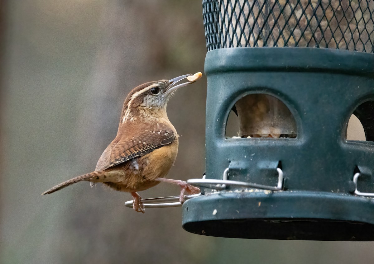 Carolina Wren - ML646179441