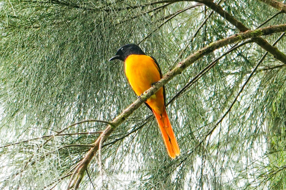 Scarlet Minivet - ML646179442