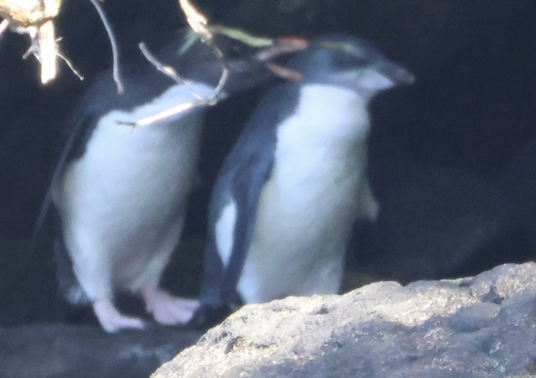Fiordland Penguin - ML646179443