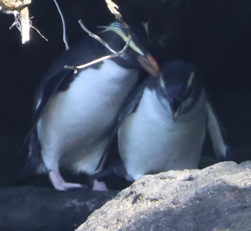 Fiordland Penguin - ML646179444