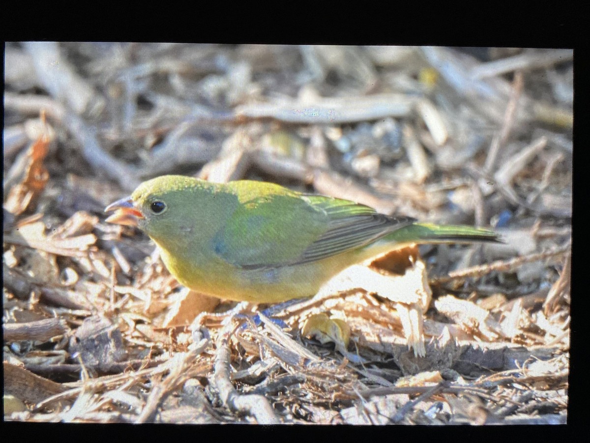 Painted Bunting - ML646179446
