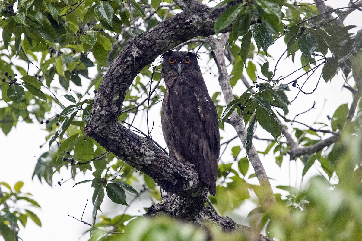 Dusky Eagle-Owl - ML646179447