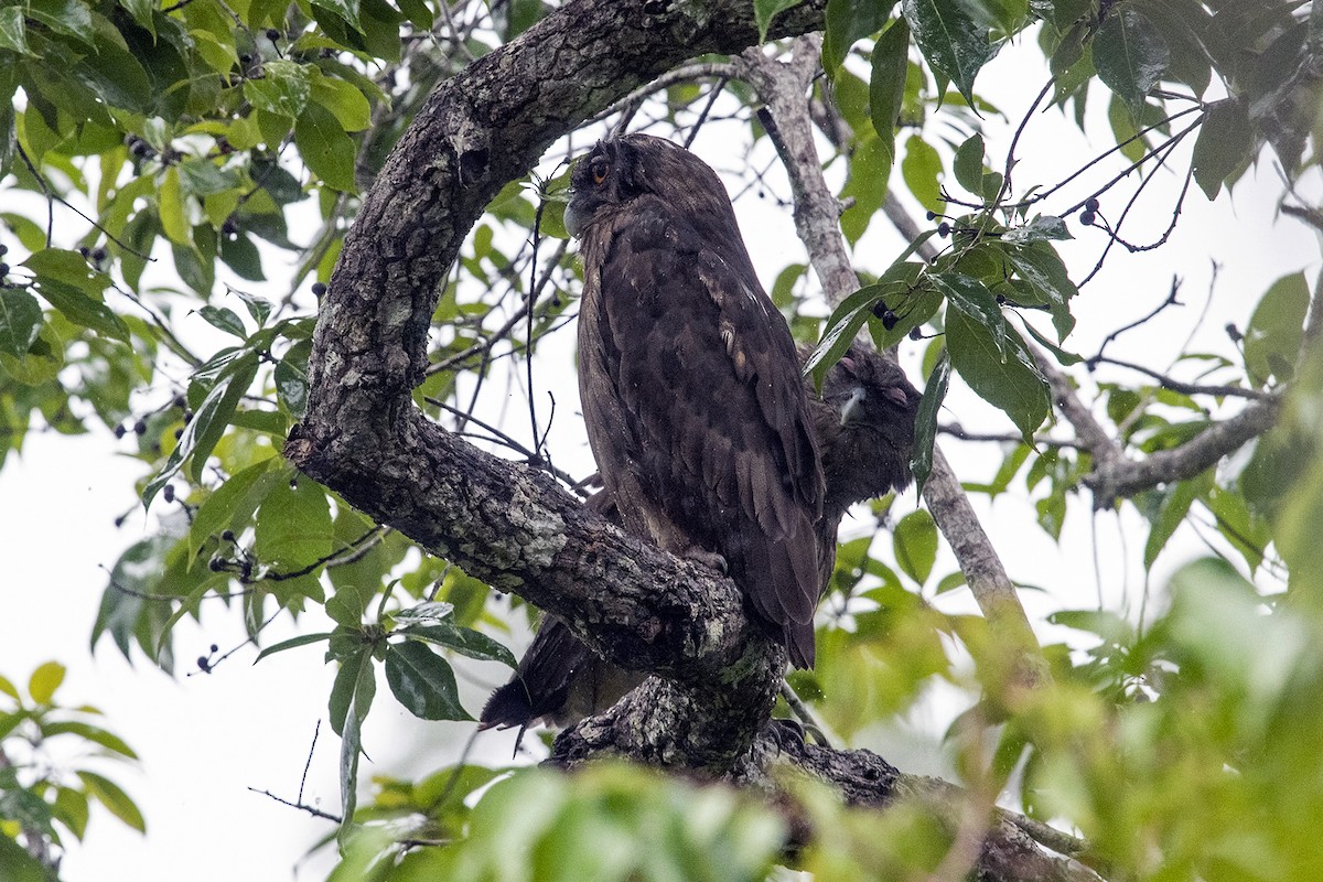 Dusky Eagle-Owl - ML646179448