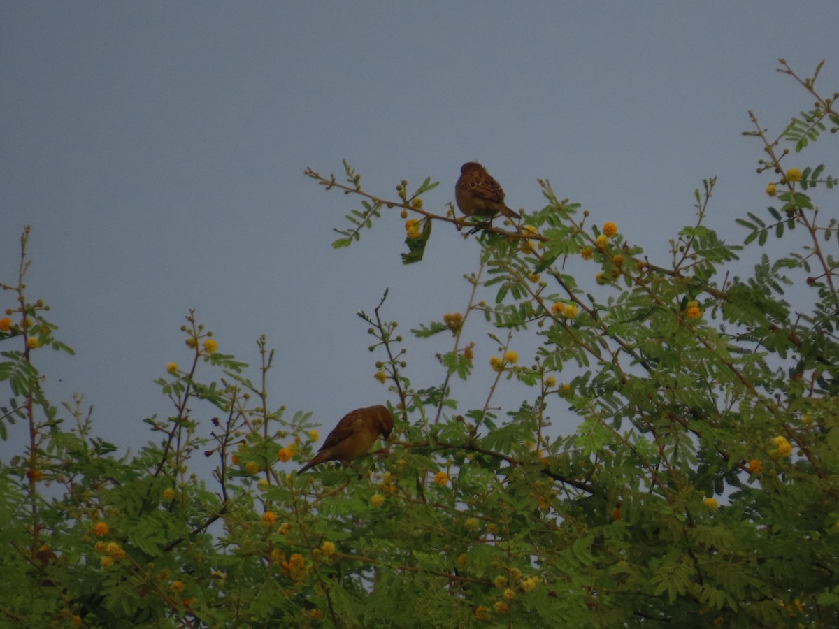 House Sparrow - ML646179449
