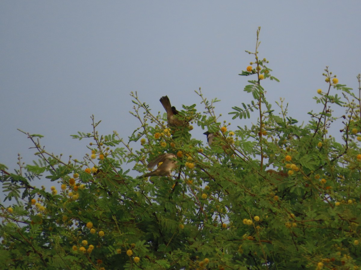 House Sparrow - ML646179450