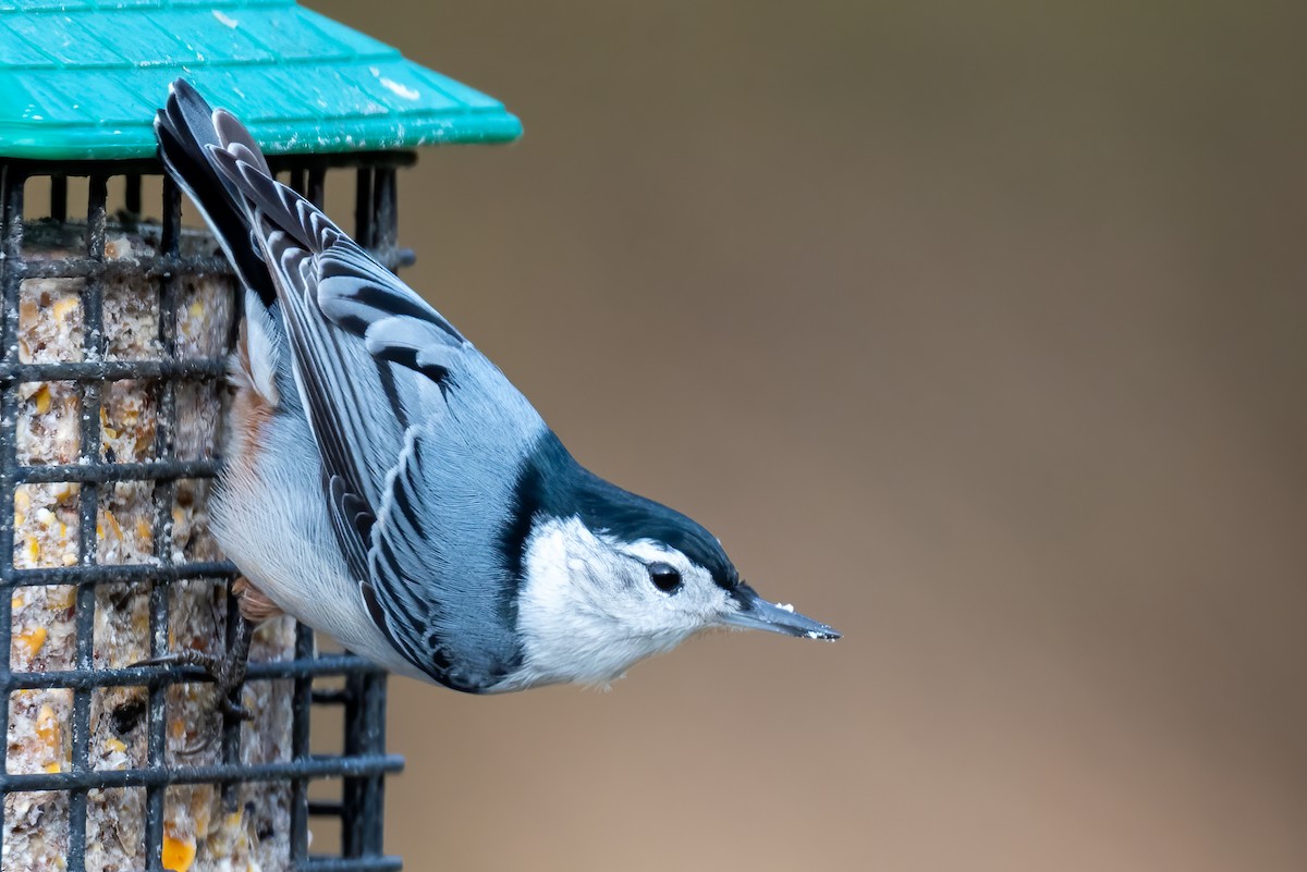 White-breasted Nuthatch - ML646179451