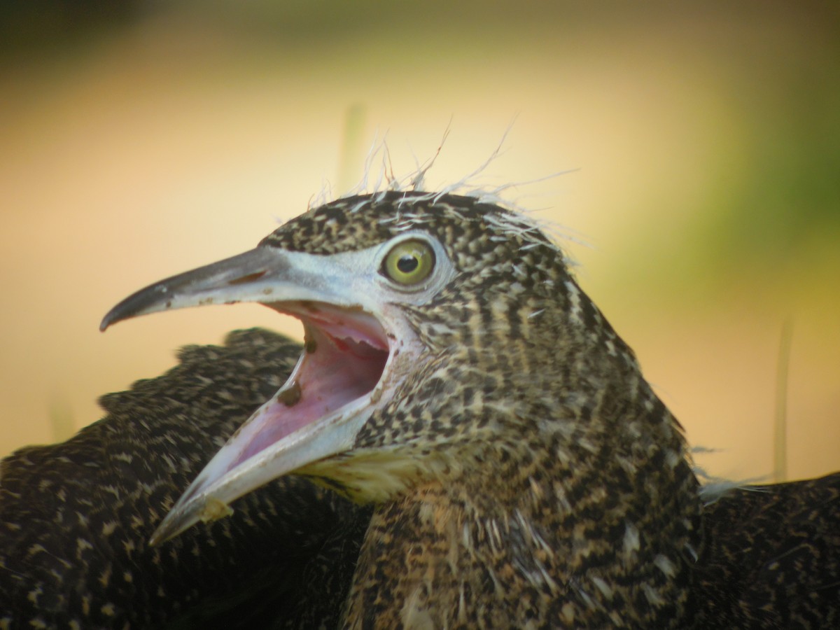 Malayan Night Heron - ML646179453