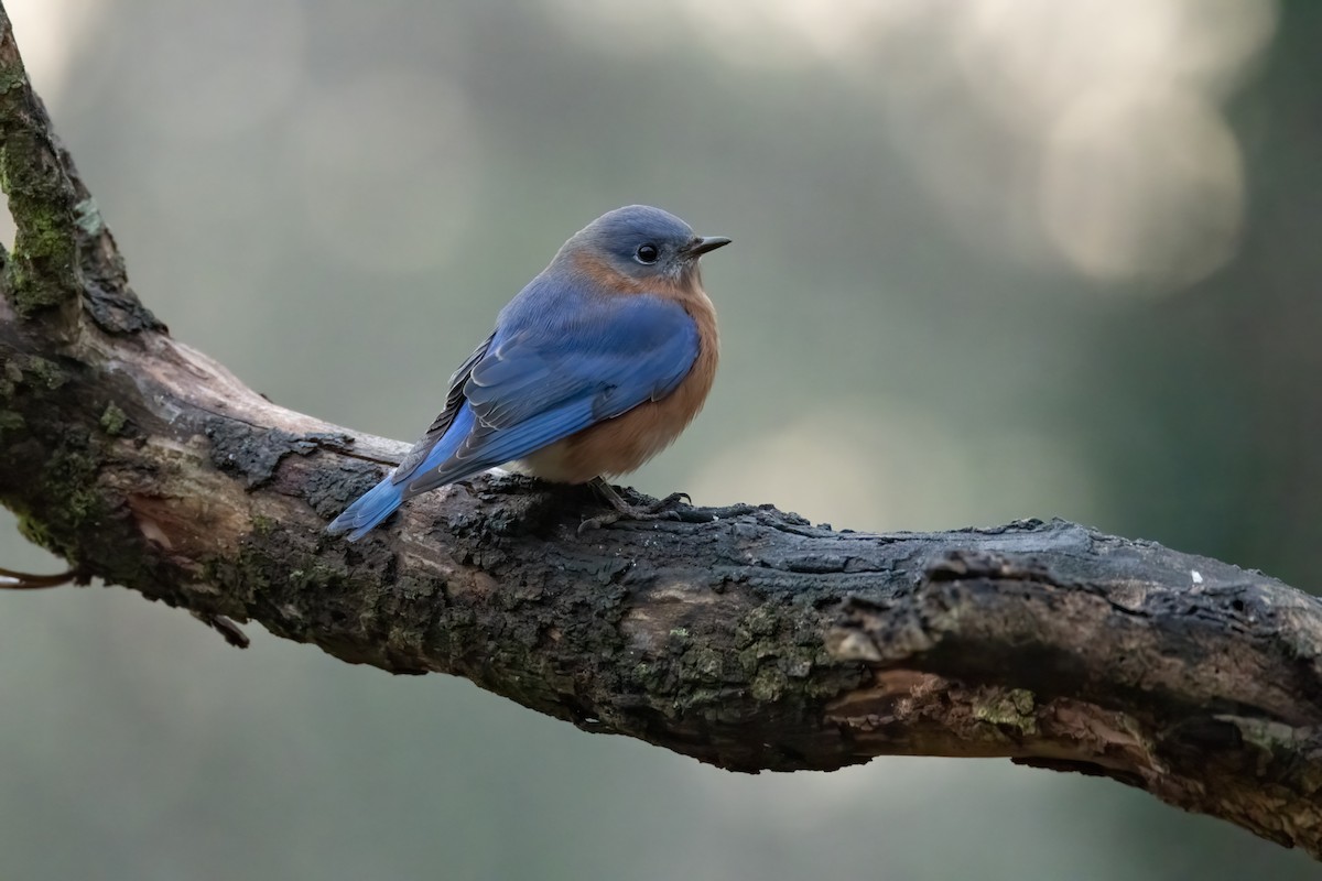 Eastern Bluebird - ML646179454